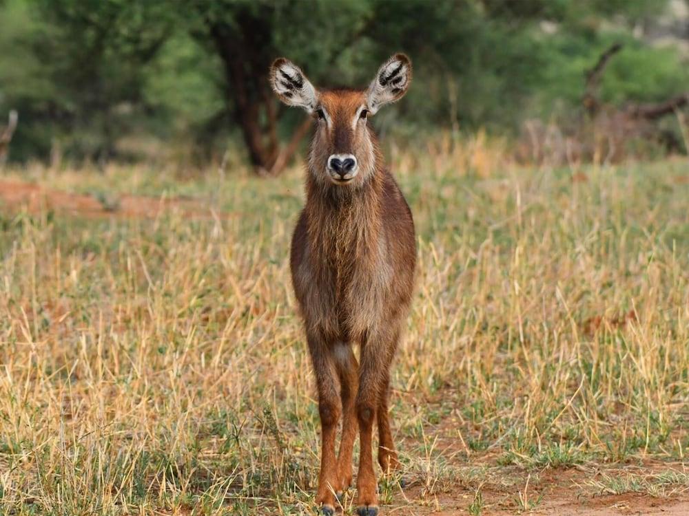 Serengeti Wildebeest Camp 호텔 외부 사진