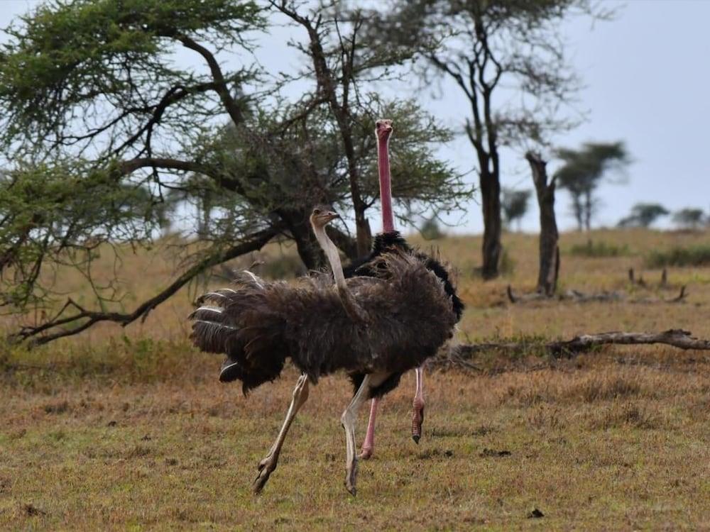 Serengeti Wildebeest Camp 호텔 외부 사진