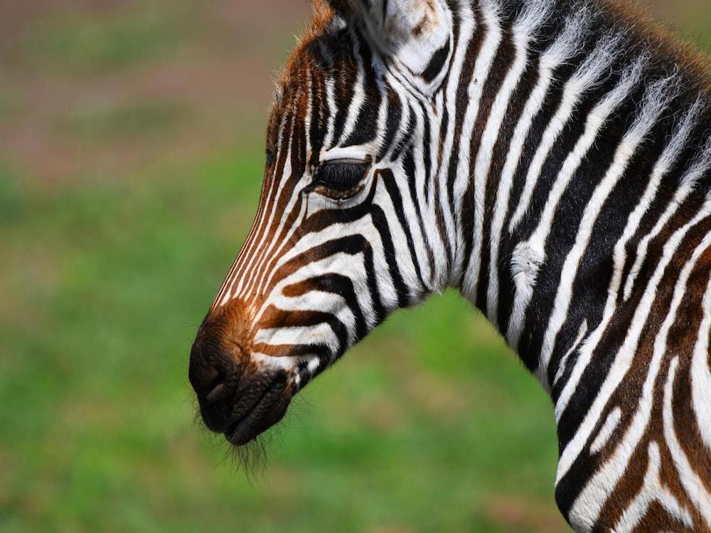 Serengeti Wildebeest Camp 호텔 외부 사진