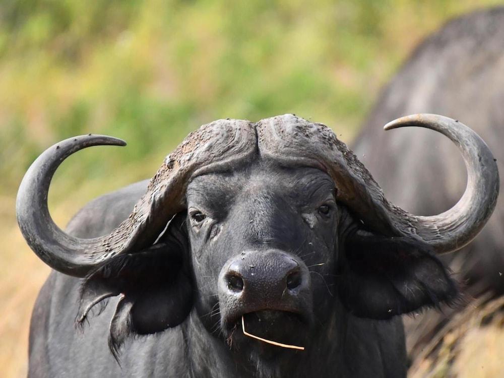 Serengeti Wildebeest Camp 호텔 외부 사진